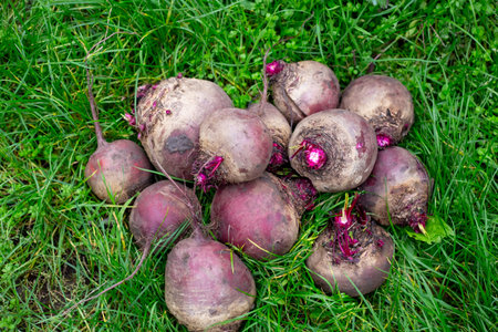 Freshly harvested brown beets lie on bright green grass, showing the bounty of the harvest.の写真素材