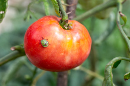 A green beetle on a red tomato growing on a bush in the garden. Crop pests in the garden.の写真素材