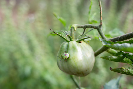 A green beetle on a green tomato growing on a bush in the garden. Crop pests in the garden.