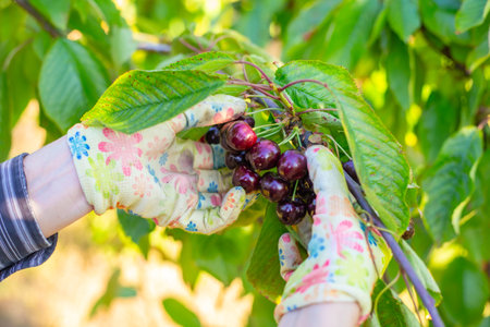 A gardener picks ripe dark red cherries from a branch, close-up. Harvesting.