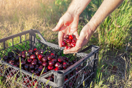 A gardener stacks ripe red cherries picked in the garden into a box. Harvesting.の写真素材