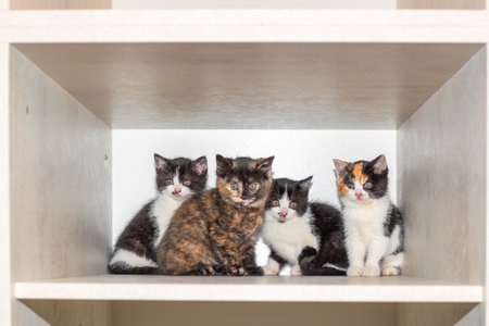 Four adorable kittens sit playfully on a light wooden cabinet shelf.の写真素材