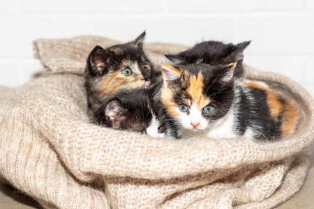 A group of four adorable kittens of varying colors nestle under a beige knitted blanket against a white brick wall.の写真素材