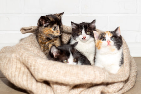 Four adorable kittens nestle in a soft knitted blanket, playfully looking up with their bright, curious eyes.の写真素材