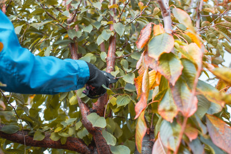 A gloved hand skillfully trims a tree branch, removing excess growth to improve health and yield.の写真素材