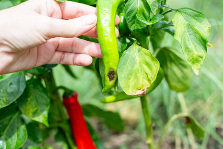 A blight spot on a green long pepper growing in the garden. Preventing vegetable diseases.の写真素材