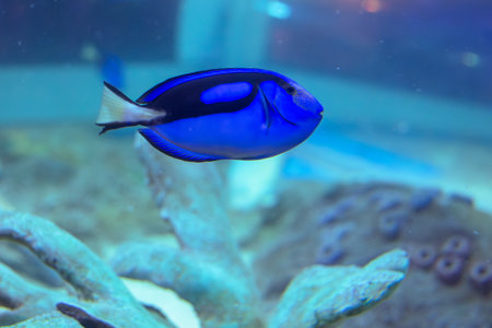 A bright blue surgeonfish, also known as the regal surgeonfish, swims across a sandy seabed with...