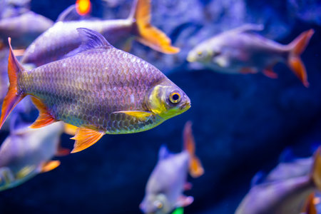 A close-up of a silver barb, tinfoil-like, with bright orange fins, swimming in deep blue water.