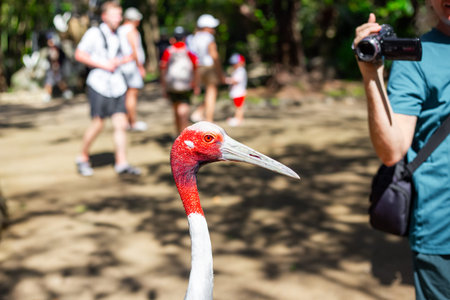 A curious Sarus crane stands in the foreground, while blurred images of tourists and a photographer...