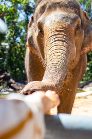 A person reaching out to feed an Asian elephant. Human-animal bonding. Travel and tourism.の写真素材