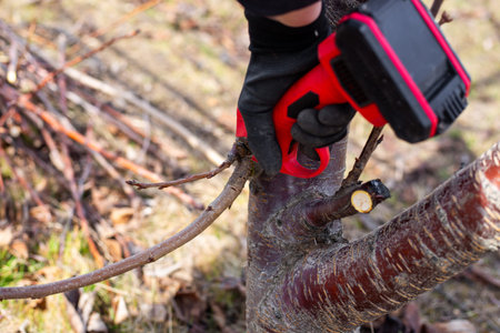 A gardener trims fruit tree branches in the garden using cordless pruning shears. Garden...