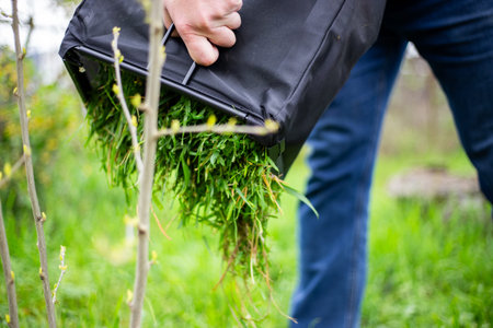 A man empties a black bag full of cut green grass onto the ground in a garden. garden cleanup, lawn maintenance, outdoor work.の写真素材
