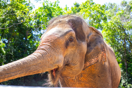 An Asian elephant looks curiously at the camera, extending its trunk and opening its mouth, standing...