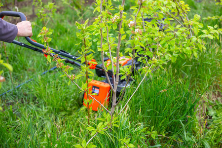 A man pushes an orange lawn mower through tall green grass and small bushes in a garden. lawn...