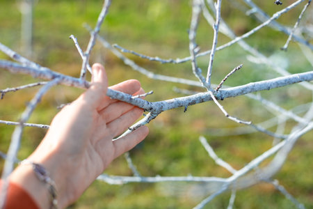 A hand touches a fruit tree branch coated with a protective mixture in an autumn garden. Garden...