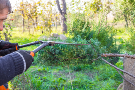 A man uses long garden shears to prune a branch in a sunny garden. garden maintenance, pruning work, outdoor hobbyの写真素材