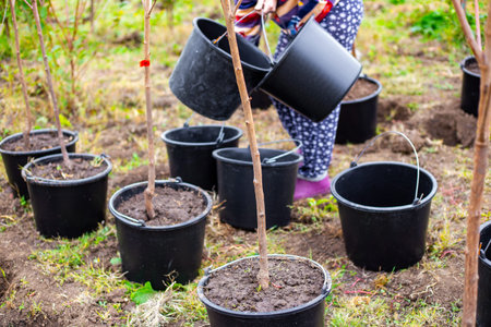 A person transfers soil from one black pot to another with a tree sapling. Tree planting, garden work, horticultureの写真素材