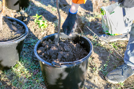 A person in work gloves plants a young tree sapling into a black bucket with fresh soil. gardening work, tree planting, horticulture.の写真素材