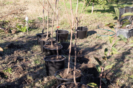 A group of young saplings in black pots stands on the ground in a garden during a sunny day. tree planting, gardening work, nursery plants.の写真素材