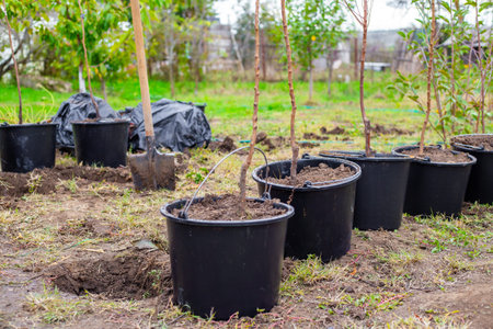 Rows of young tree saplings grow in black pots in an outdoor nursery. gardening project, plant nursery, tree plantingの写真素材