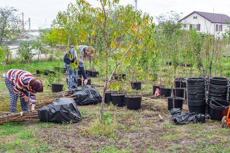 Two people are gardening, digging holes and preparing young trees in pots in a yard. tree planting, outdoor gardening, teamwork.の写真素材