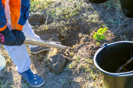 A person in work gloves and a bright jacket digs soil near a black bucket. gardening process, tree planting, spring work.の写真素材