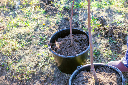 Black buckets with young tree saplings and fresh soil stand in a field. planting season, gardening project, environmental care.の写真素材