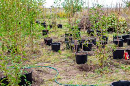 A large area of land with many black pots containing young trees, with a green hose visible. Reforestation, plant nursery, horticulture project.の写真素材