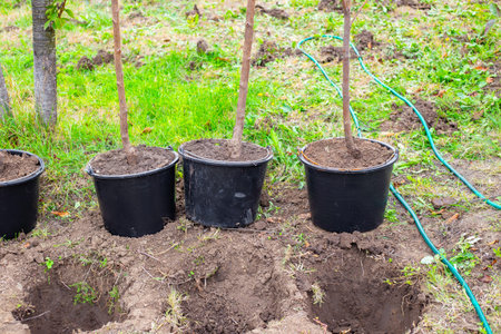 Three black pots with tree saplings stand next to two dug holes in the ground. Tree planting, horticulture, plant careの写真素材