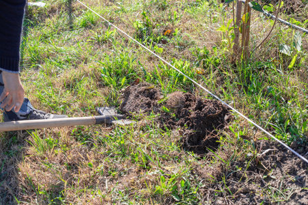 A man uses a shovel to dig a hole in the grassy ground. gardening work, outdoor labor, soil preparationの写真素材