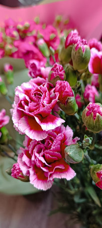 Close-up of pink carnation flowers with green leaves in a garden. pink flowers, floral beauty, carnation blossomの写真素材
