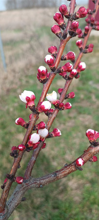 White flower buds on a tree branch against a blurred natural background. spring season, blossom tree, nature growthの写真素材