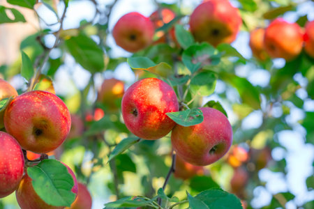Ripe red apples against a blurred sunny background in an orchard