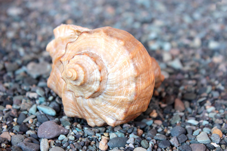 snailの写真素材