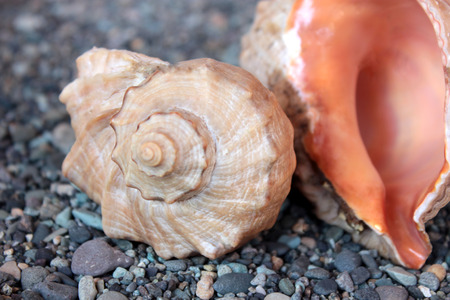 snailの写真素材