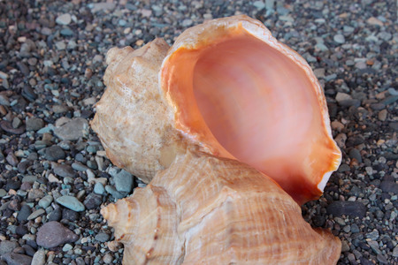 snail