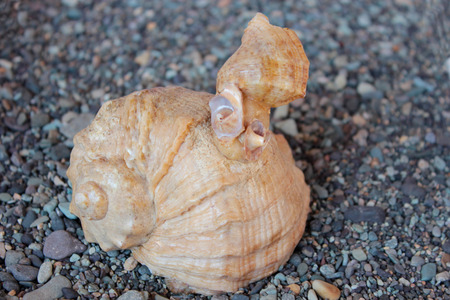 snailの写真素材