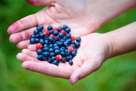 Woman hands holding ripe berries の写真素材