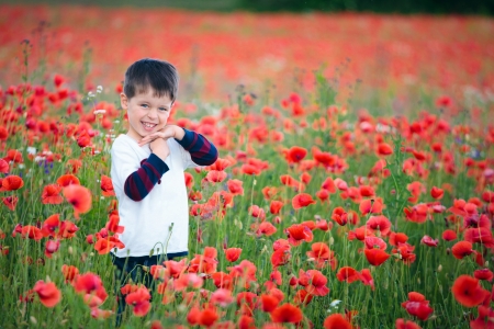Boy in poppiesの写真素材