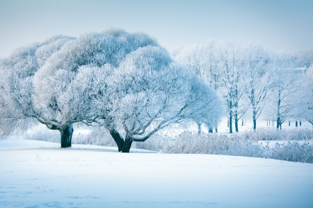 Frozen winter trees in Latvia, christmas timeの写真素材