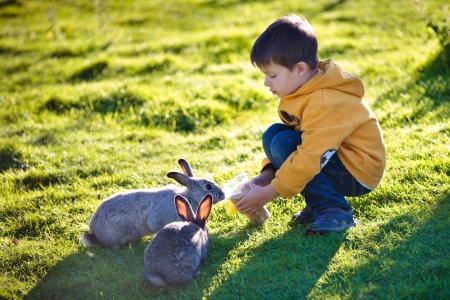 Little boy feeding two rabbits in farm on beautiful sunny dayの写真素材