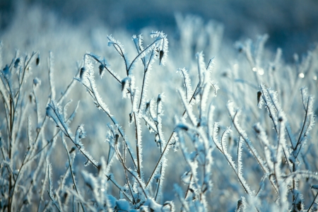 Hoarfrost on branches of bushesの写真素材