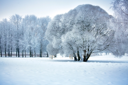 Winter trees の写真素材