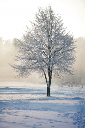 Frosty winter tree on foggy backgroundの写真素材