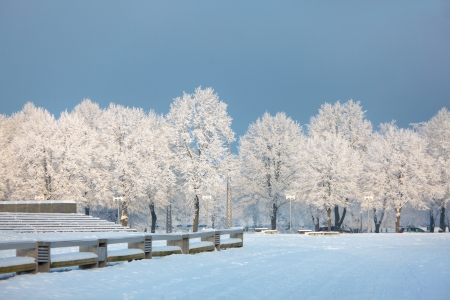 Winter treesの写真素材