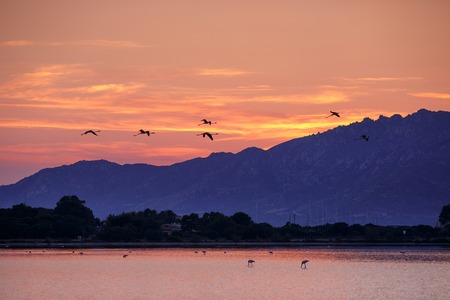 Beautiful sunrise with flying flamingo on Porto Giunco beach, Villasimius, Sardinia, Italyの写真素材