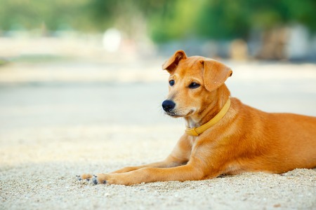 Cute golden retriever puppy dog having rest on the beachの写真素材