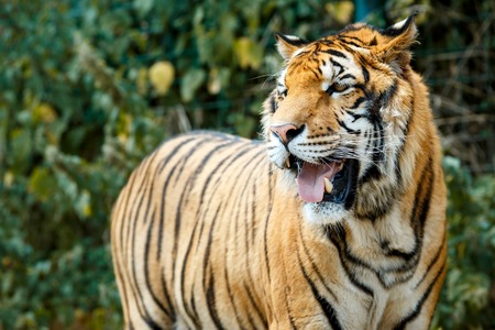 Bengal tiger in summer day