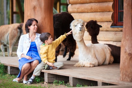 Cute little boy and his mother playing with a baby alpaca on farmの写真素材