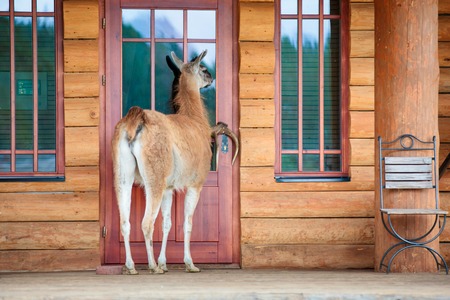 White alpaca on farmの写真素材